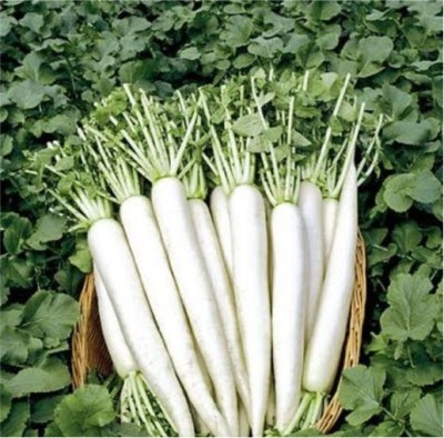 IMP RADISH LEENA - 505